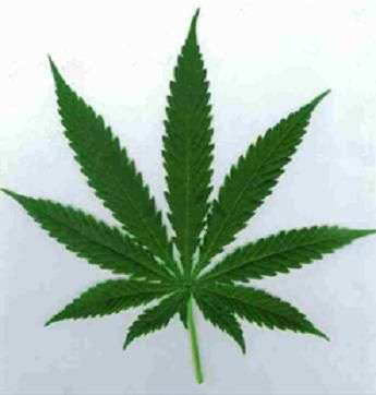 cannabis